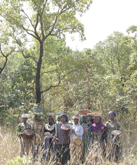 Women in front of shea trees.